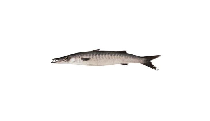 Black Barracuda (Kala Kund)